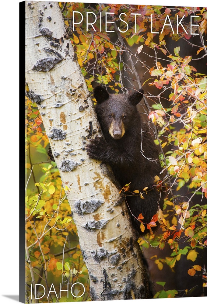 Priest Lake, Idaho, Bear Cub in Tree