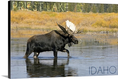 Priest Lake, Idaho, Bull Moose