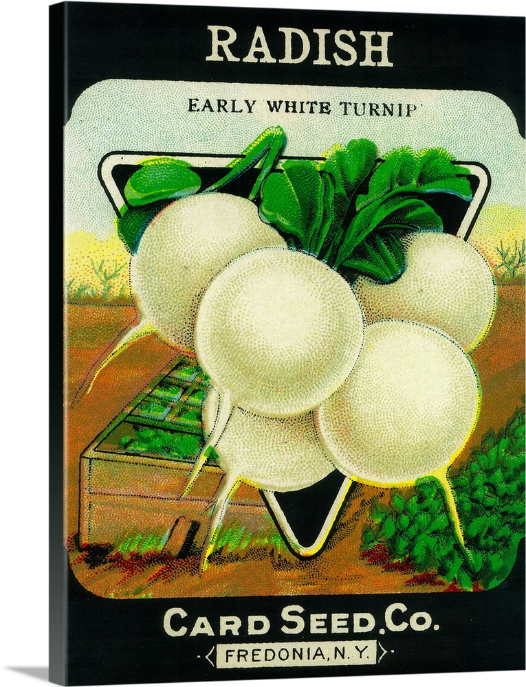 A vintage label from a seed packet for radishes.