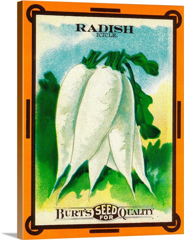 Radish Seed Packet Great Big Canvas