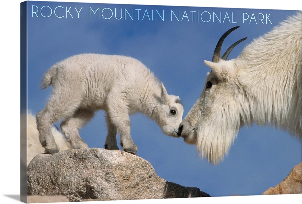 Rocky Mountain National Park, Colorado, Mountain Goat and Kid