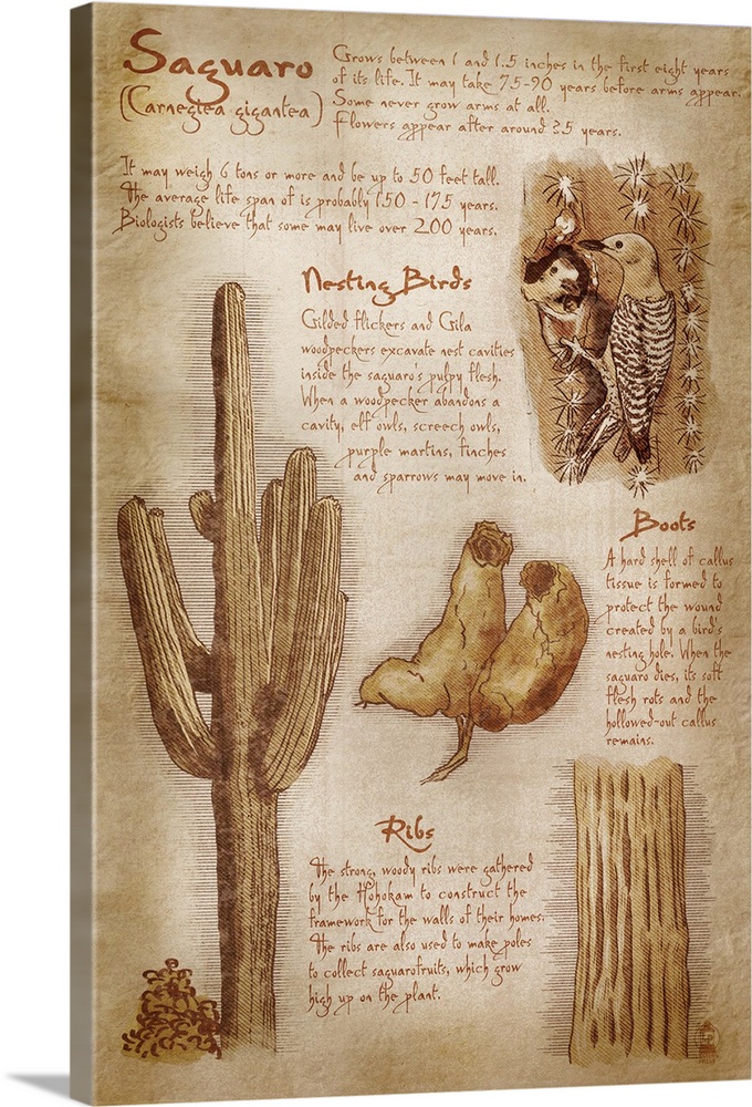 Saguaro Cactus, da Vinci Style