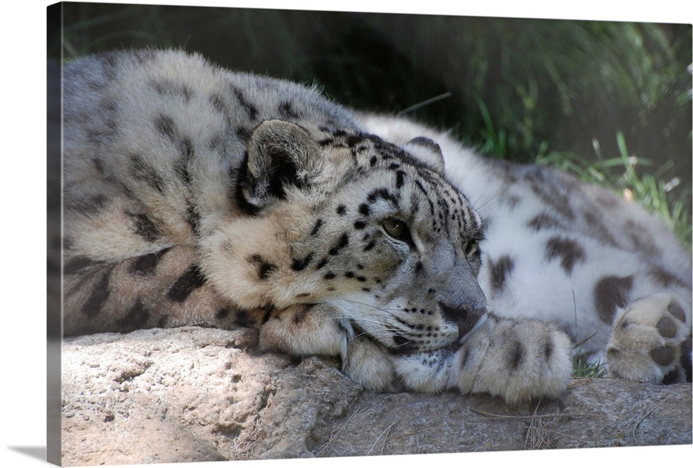 A snow leopard resting of a bolder.