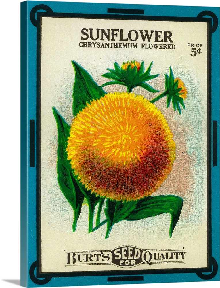 A vintage label from a seed packet for Chrysanthemums.