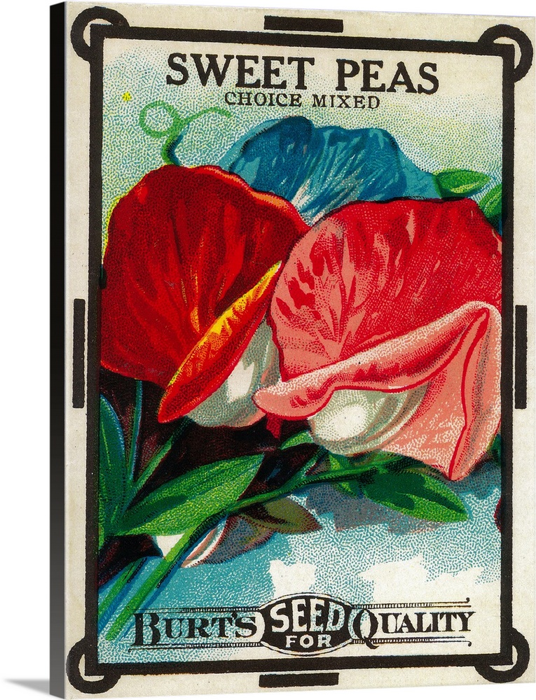 A vintage label from a seed packet for sweet peas.