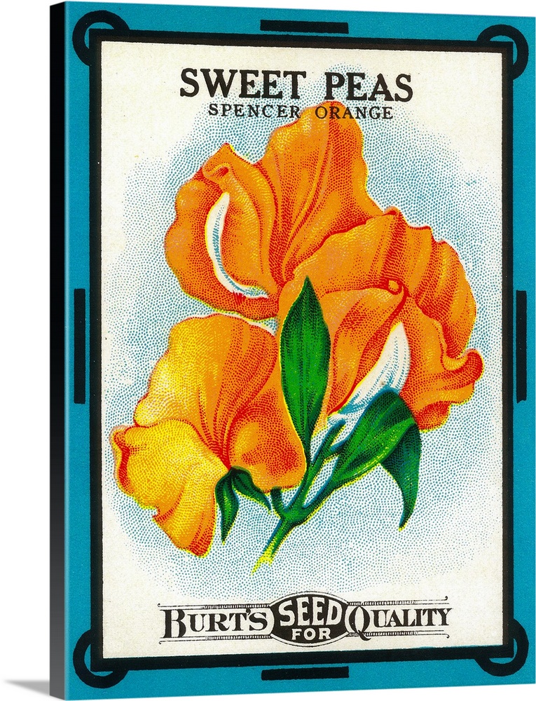 A vintage label from a seed packet for sweet peas.