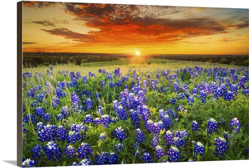 Texas Bluebonnet Flower Field &amp; Sunset