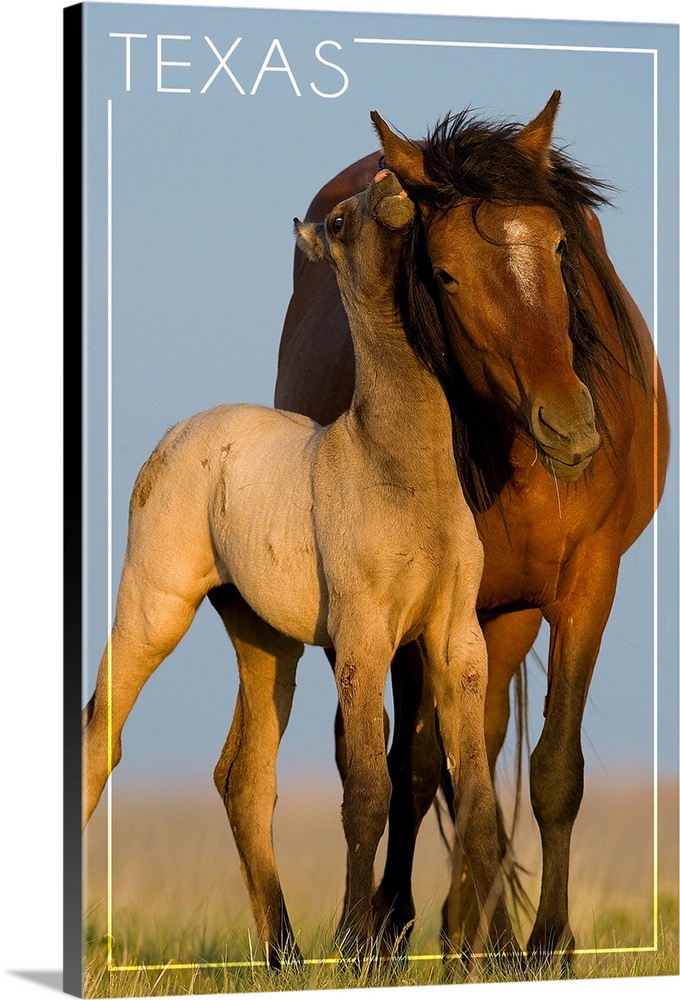 Texas - Wild Horse and Young - Lantern Press Photography (James T. Jones)