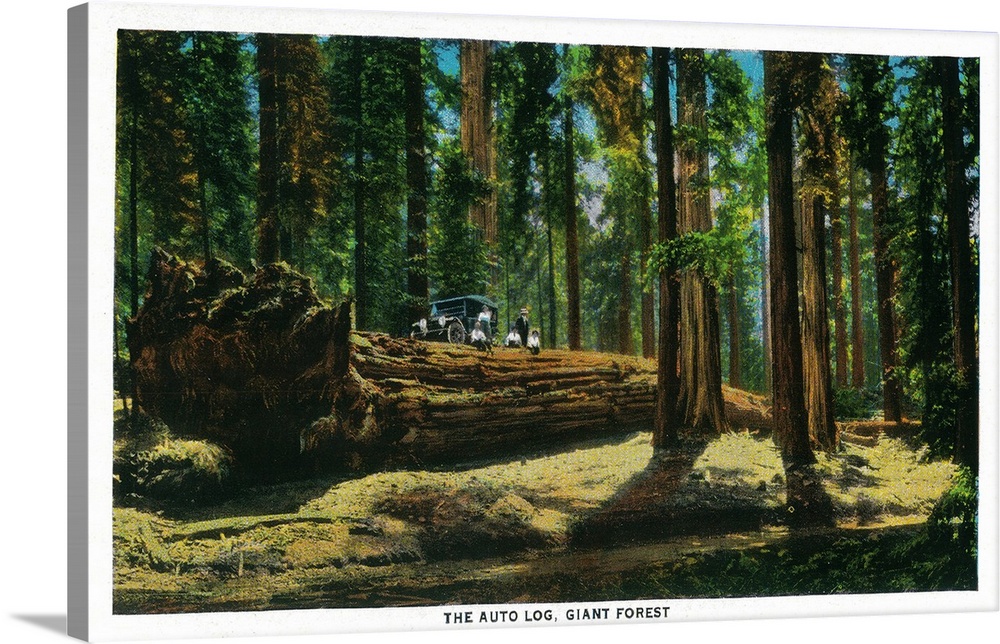 The Auto Log in Giant Forest, Redwoods, Redwoods, CA