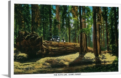 The Auto Log in Giant Forest, Redwoods, Redwoods, CA