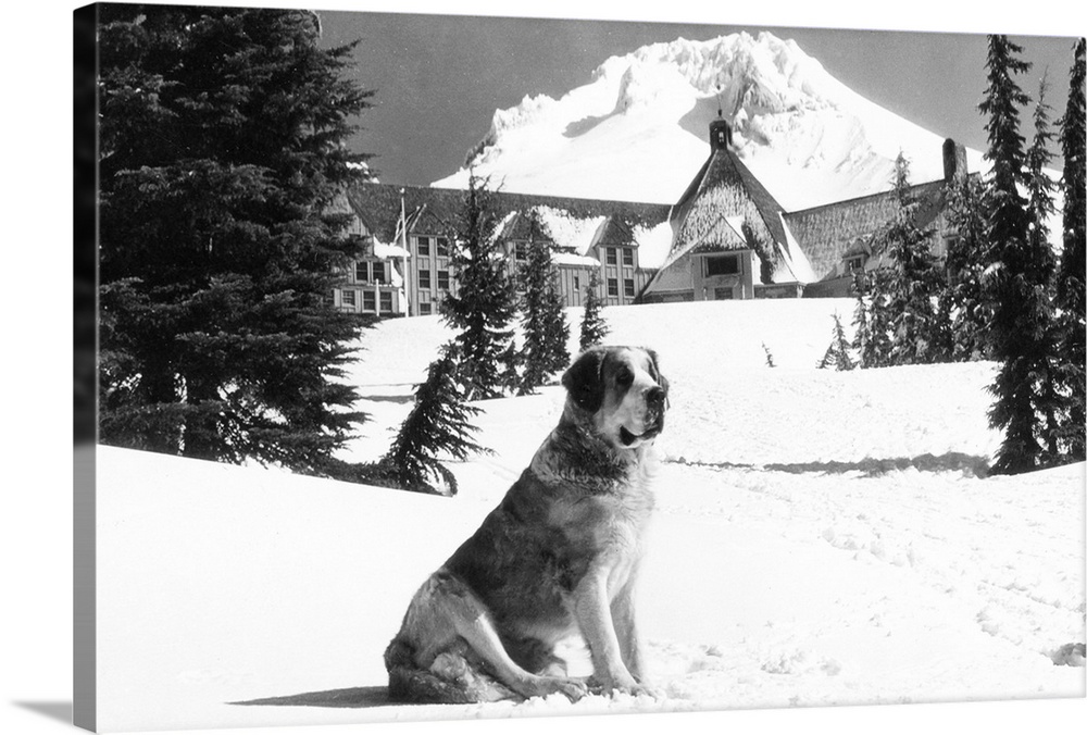 Timberline Lodge and Lady, the owner's St. Bernard, Mt. Hood, OR