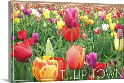 Tulip Town, Washington