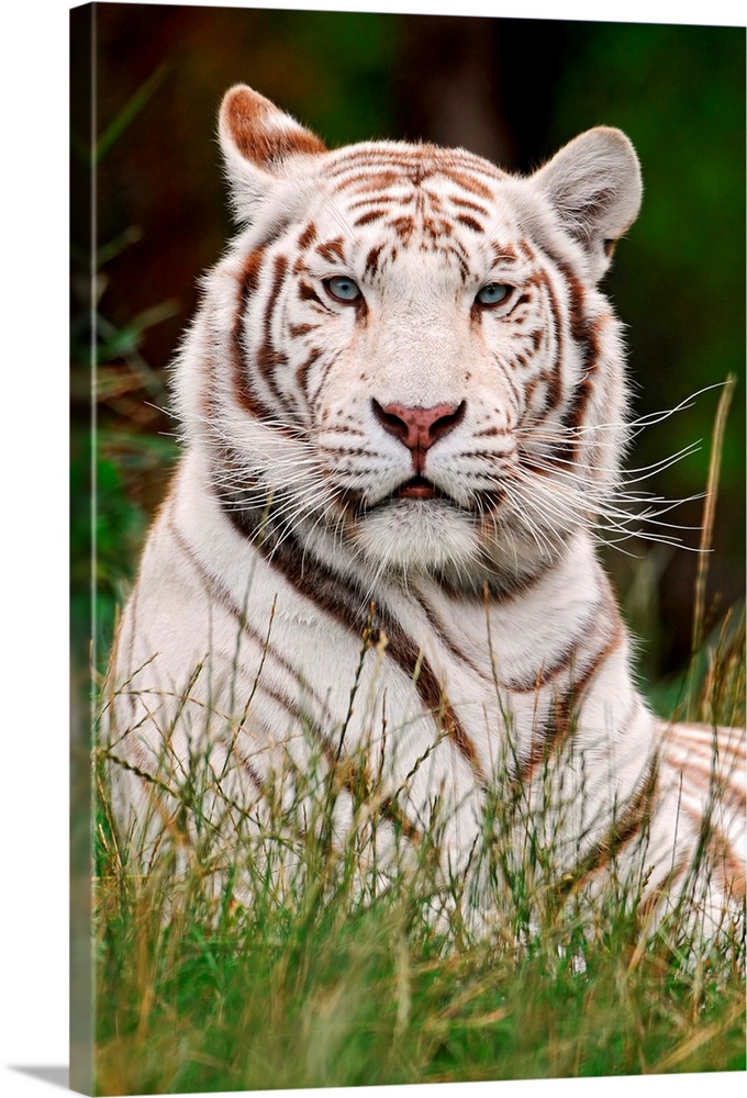 White Tiger in Grass