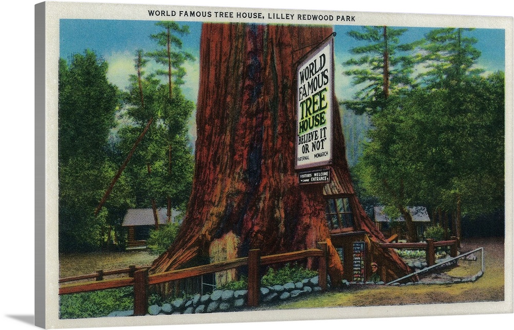 World Famous Tree House, Lilley Redwood Park, Redwoods, CA