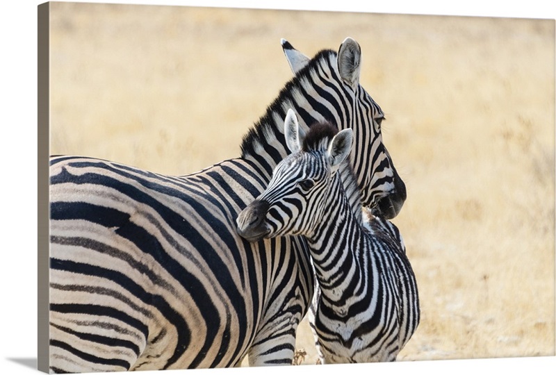 Zebra and Baby Wall Art, Canvas Prints, Framed Prints, Wall Peels