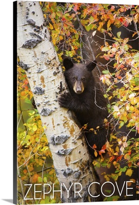 Zephyr Cove, Lake Tahoe, California, Bear Cub in Tree