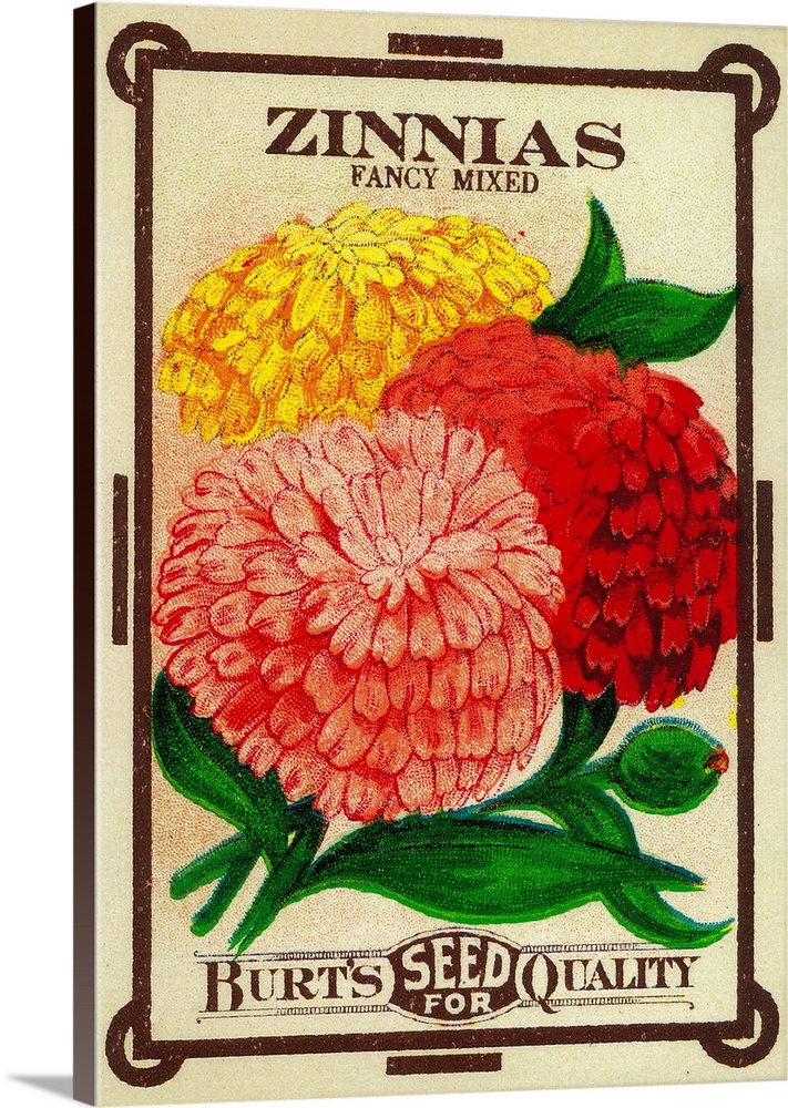 A vintage label from a seed packet for Zinnias.