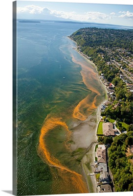 Red Tide Blooms Along Puget Sound, Normandy Park, WA - Aerial Photograph