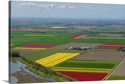 Tulips Fields, Zeewolde - Aerial Photograph