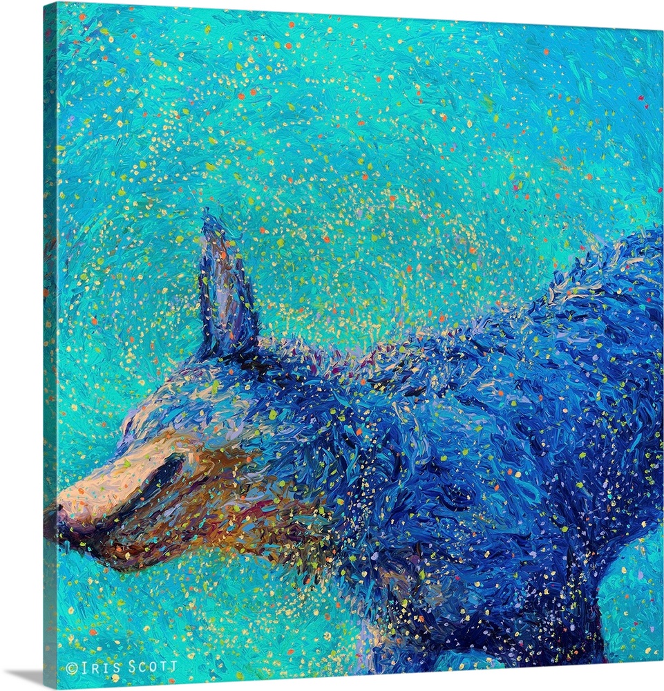 Brightly colored contemporary artwork of a blue healer shaking off water.