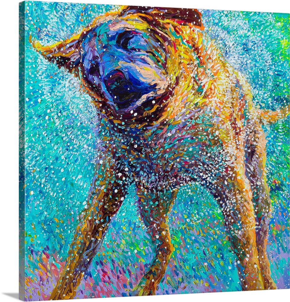 Brightly colored contemporary artwork of a tan dog shaking off water.