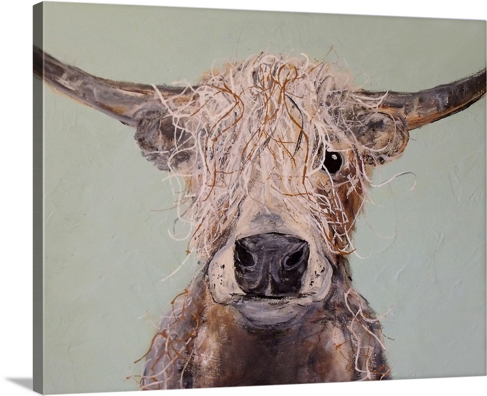 Portrait of a cow with shaggy hair and long horns.