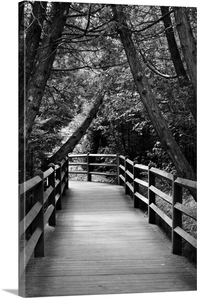 Black and white photograph of a wood plank walkway through a cedar forest.