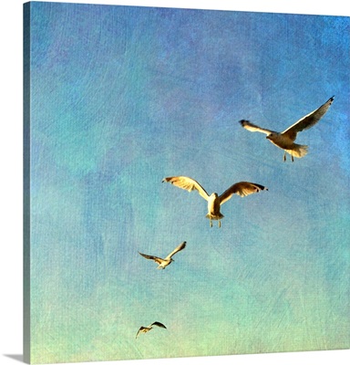 Gulls Flying