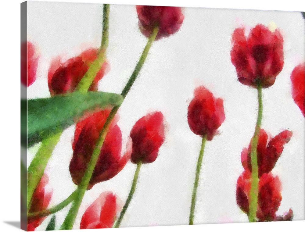Red Tulips from the Bottom Up I