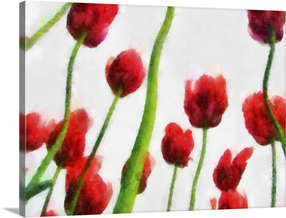 Red Tulips from the Bottom Up II