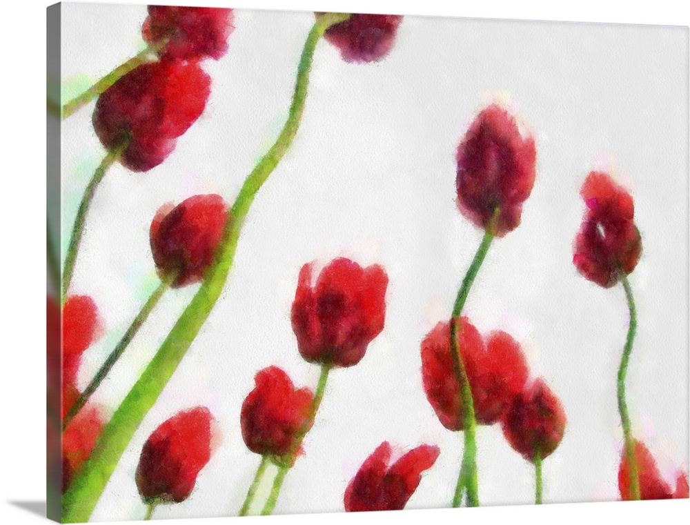 Red Tulips from the Bottom Up III