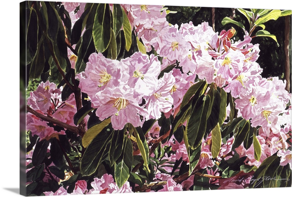 Still life painting of pink rhododendrons.