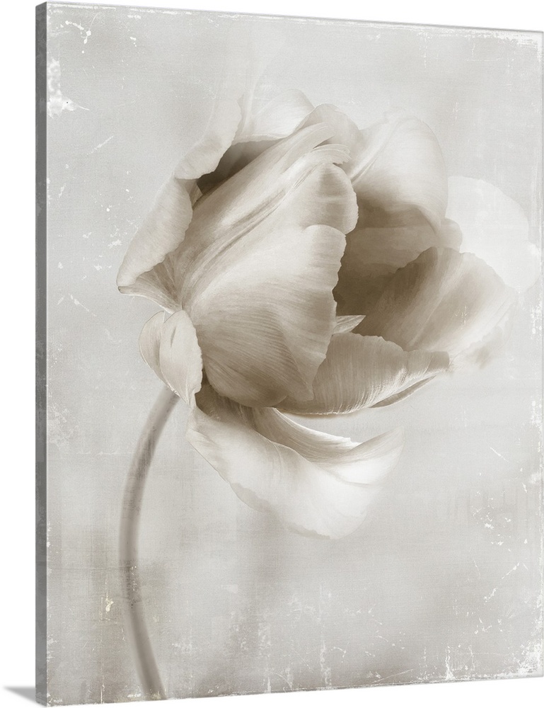 Image of a single flower in neutral tones with a distressed overlay.