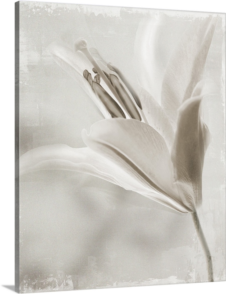 Image of a single flower in neutral tones with a distressed overlay.