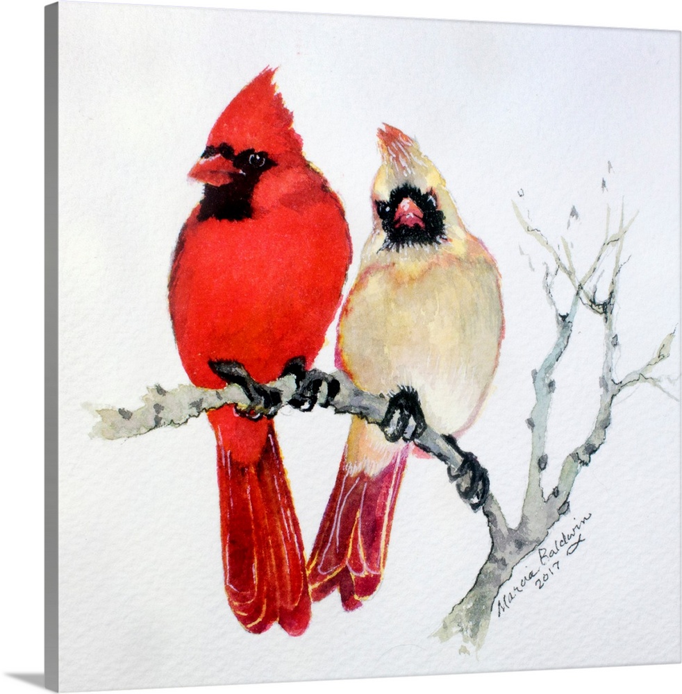Watercolor painting of two cardinals, one male (red) and one female (off red), perched on a Winter branch with a white bac...