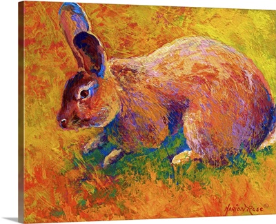 Cottontail II