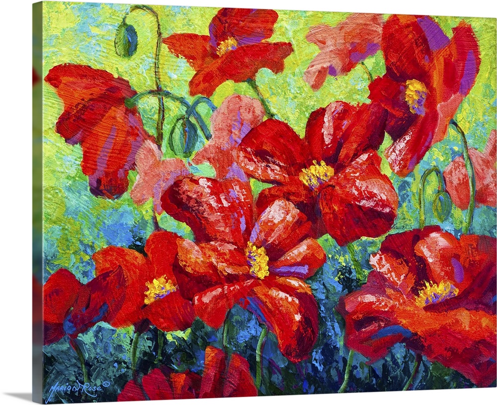Red Field Poppies