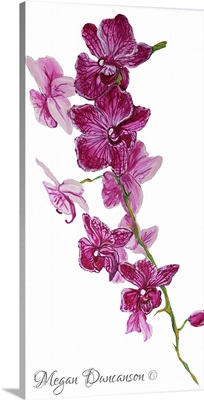 Pink Orchid I