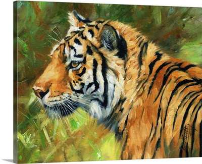 Amur Tiger Side Portrait