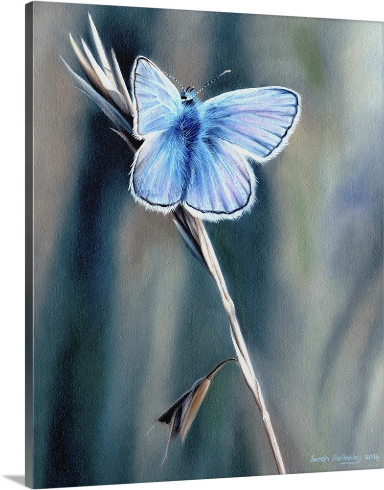 Oil on canvas painting of a common blue butterfly.