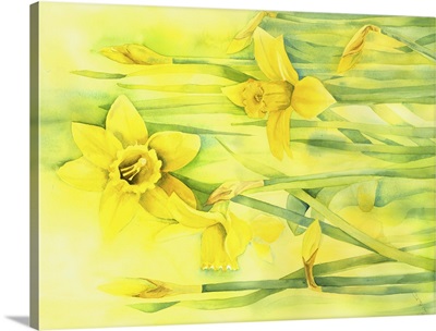 Daffodils In February
