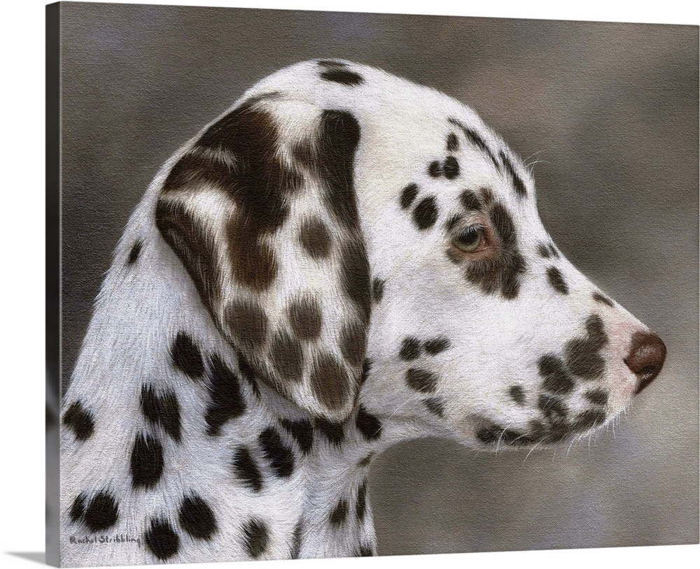 Dalmatian Puppy Solid-Faced Canvas Print