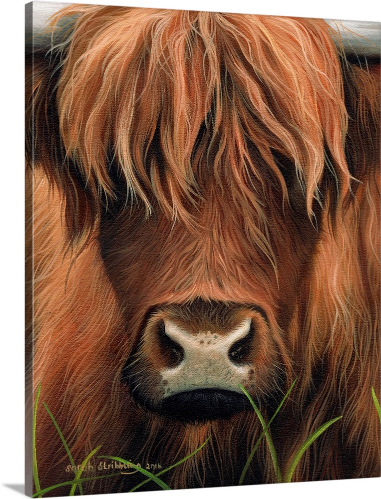 Portrait of a highland cow with shaggy fur.