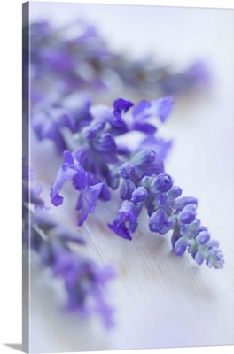Lavender Close-Up