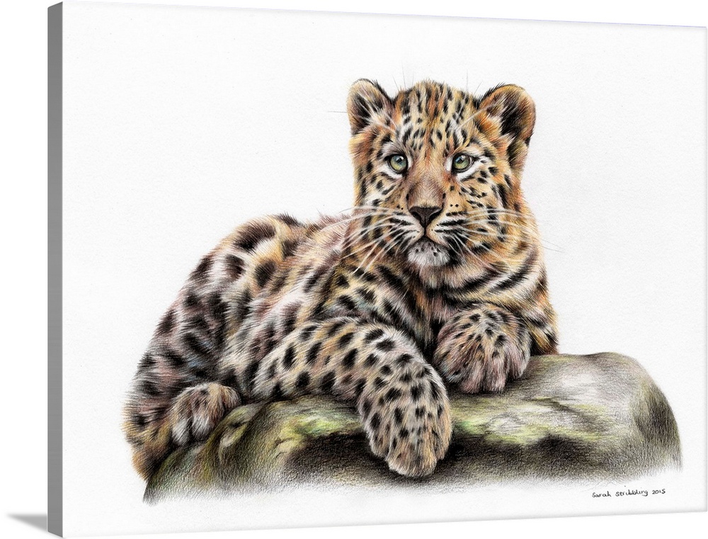 Leopard cub drawn in colored pencils.