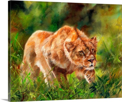 Lioness Stalking