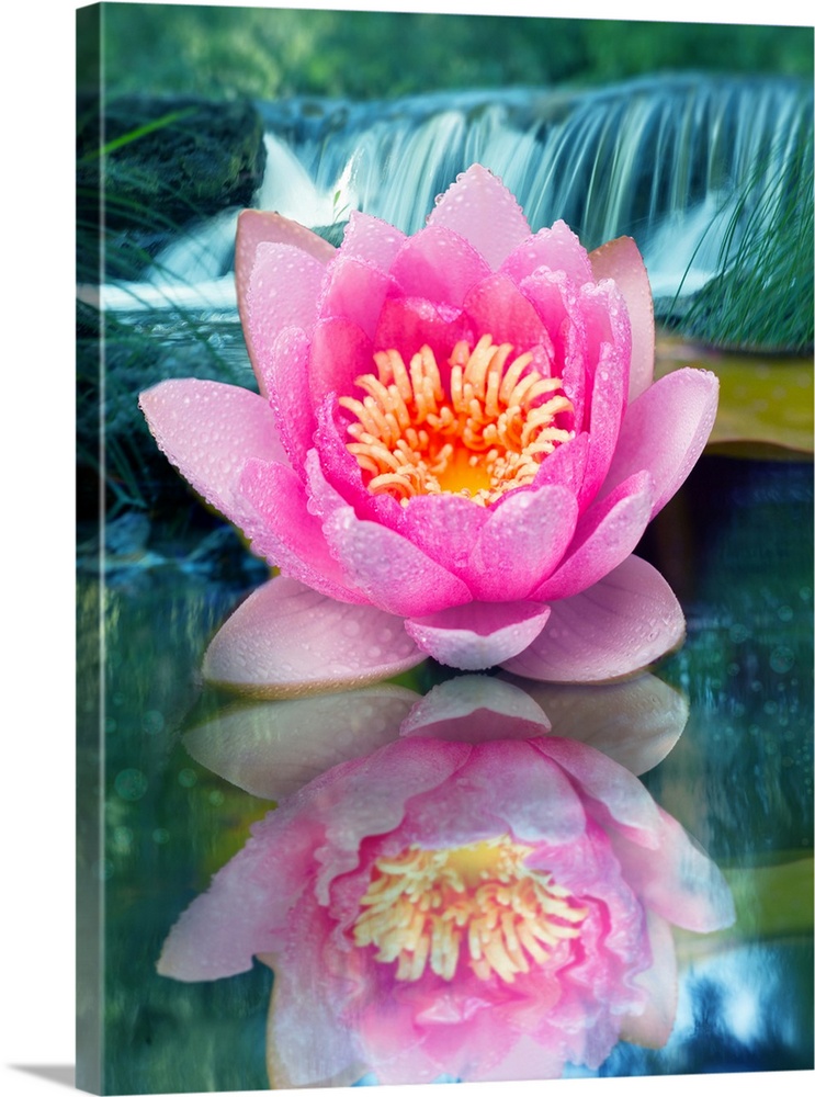 Reflecting photograph of a pink lotus flower with a waterfall in the background.