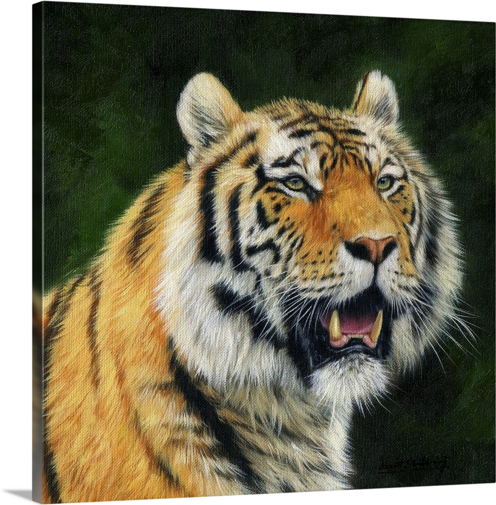 Mature Amur Tiger (also known as Siberian Tiger), largest of the big cats. Oil on canvas.