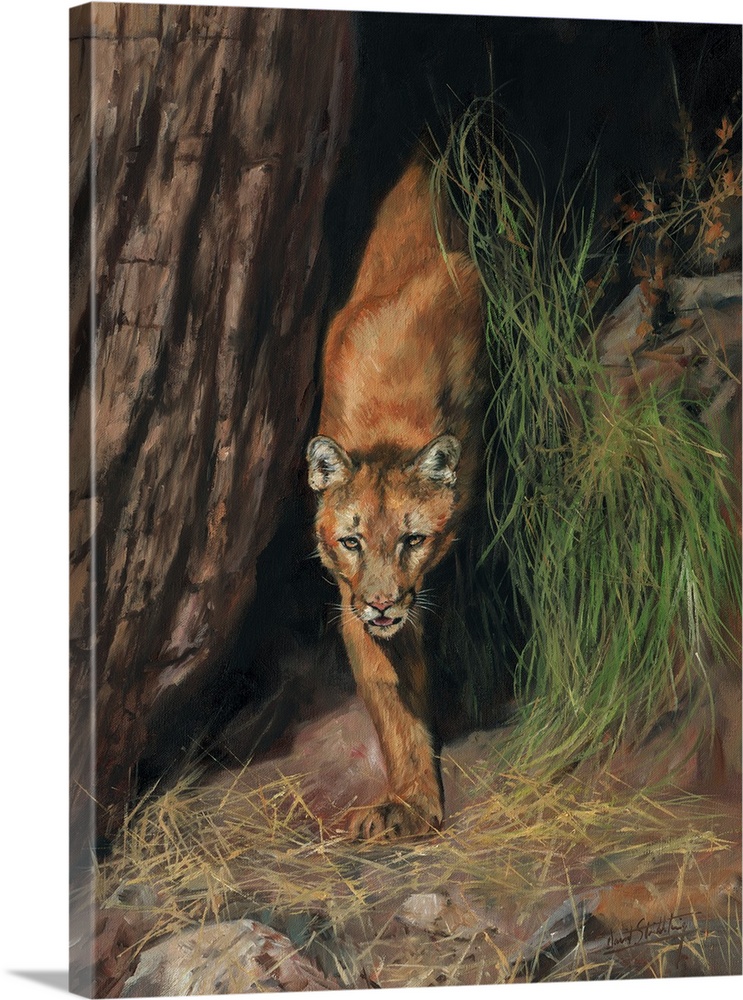 Contemporary painting of a mountain lion (cougar) emerging from the shadows.