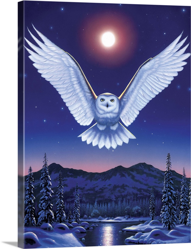 Night Owl Wall Art, Canvas Prints, Framed Prints, Wall Peels | Great ...